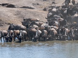 Western_Corridor2009-13